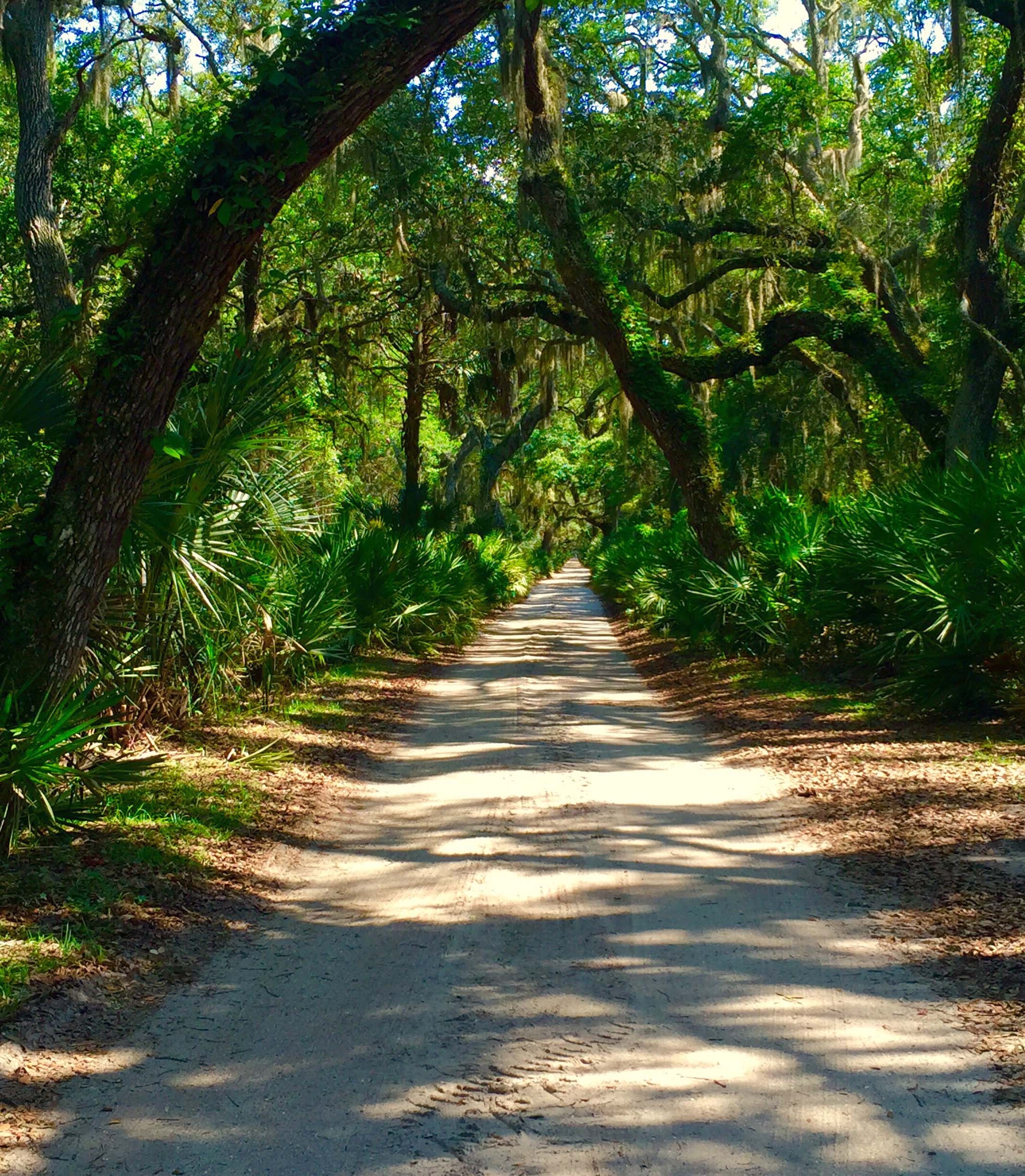 222672-cumberland-island-georgia_t20_yxerar.jpg