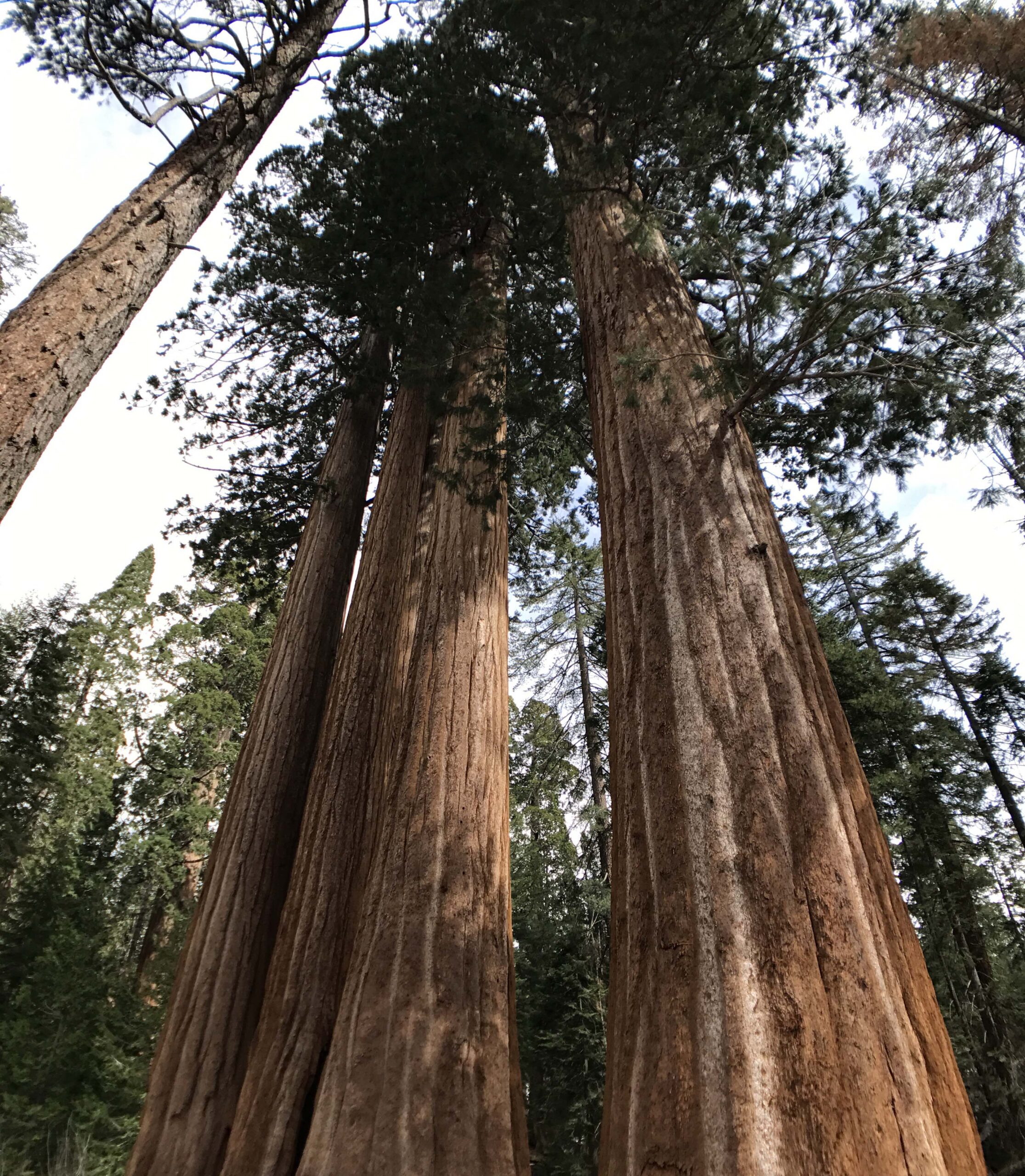 222675-sequoias-some-of-the-largest-living-things-on-earth_t20_p.jpg