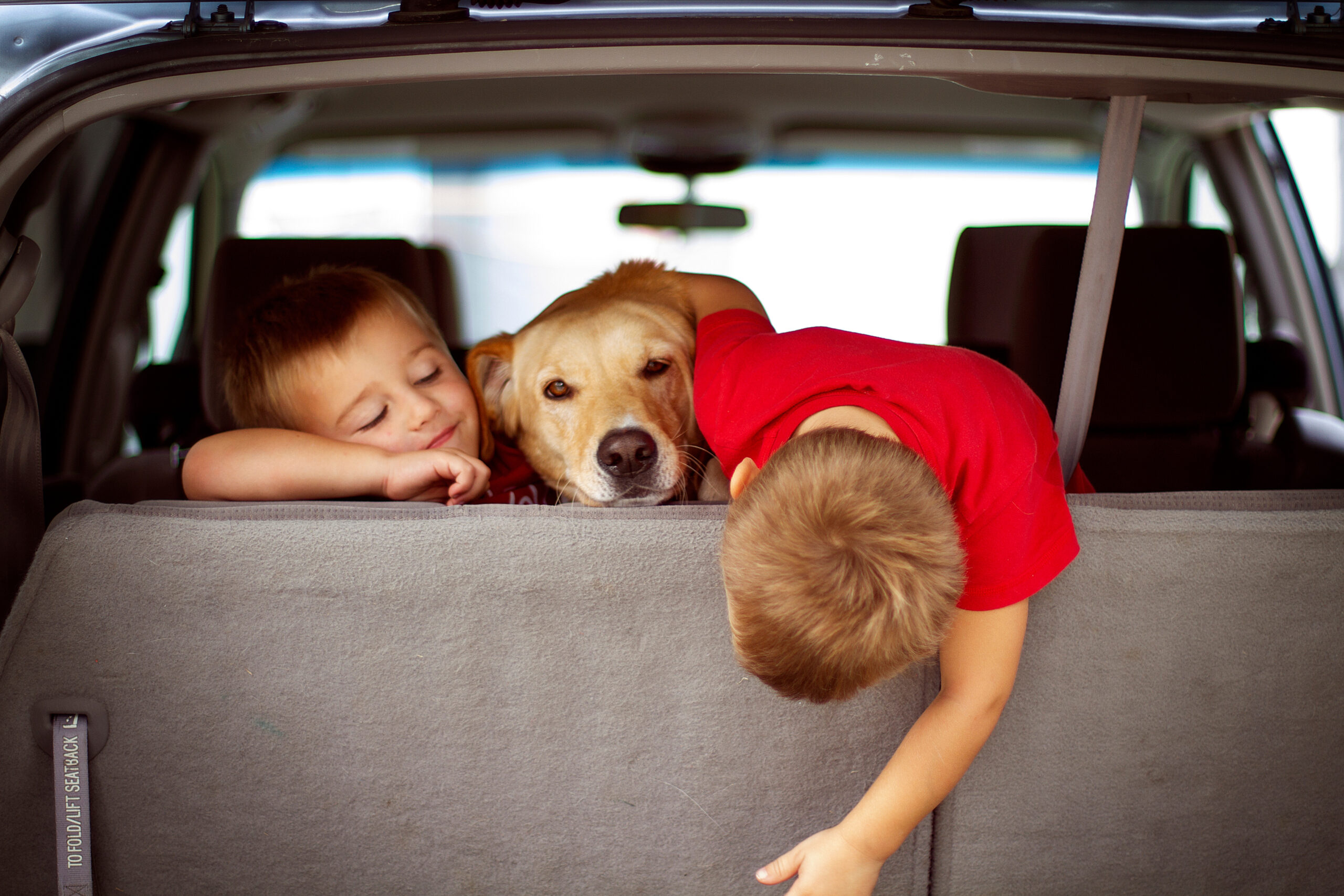 pet