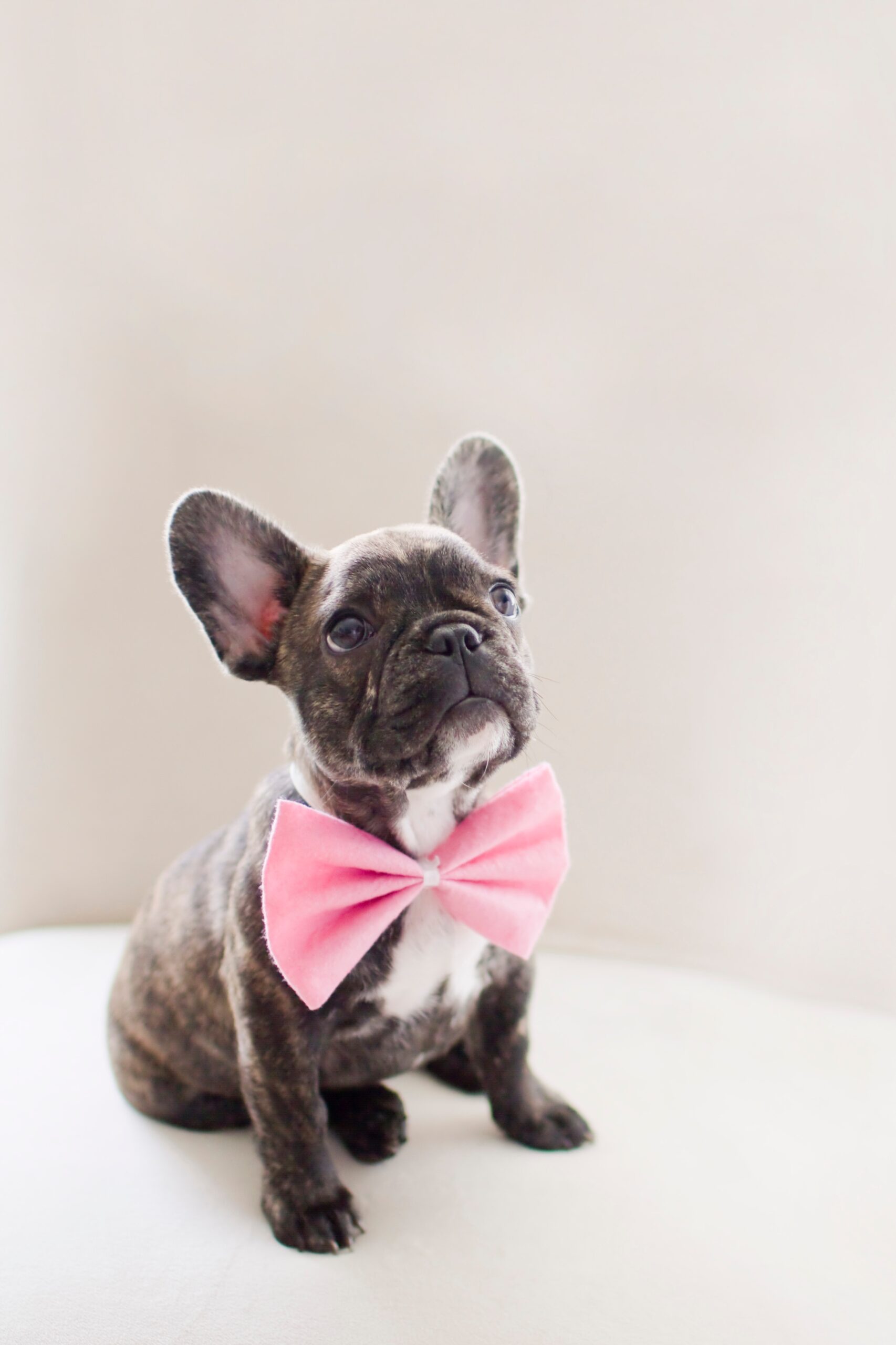 224021-french-bulldog.jpg