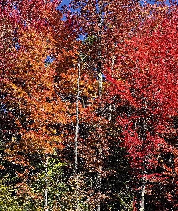Usa Weather Fall Foliage - Oct 2015