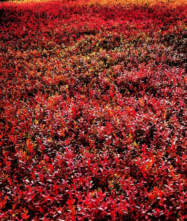 Travel Foliage Fitness - 28 Oct 2013