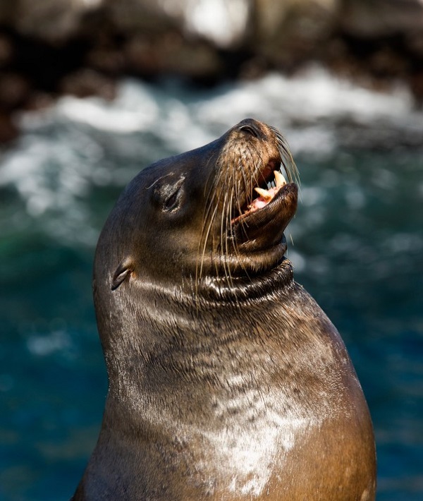 226810-galapagos-islands-ecuador.jpg