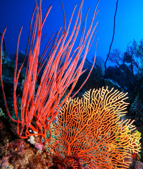 226851-great-barrier-reef-australia.jpg