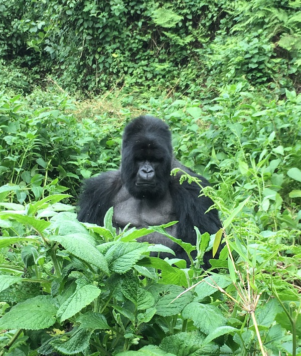 226855-ruhengeri-rwanda.jpg