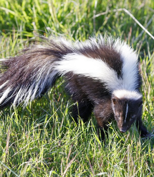 227238-skunk.jpg 227238-skunk.jpg