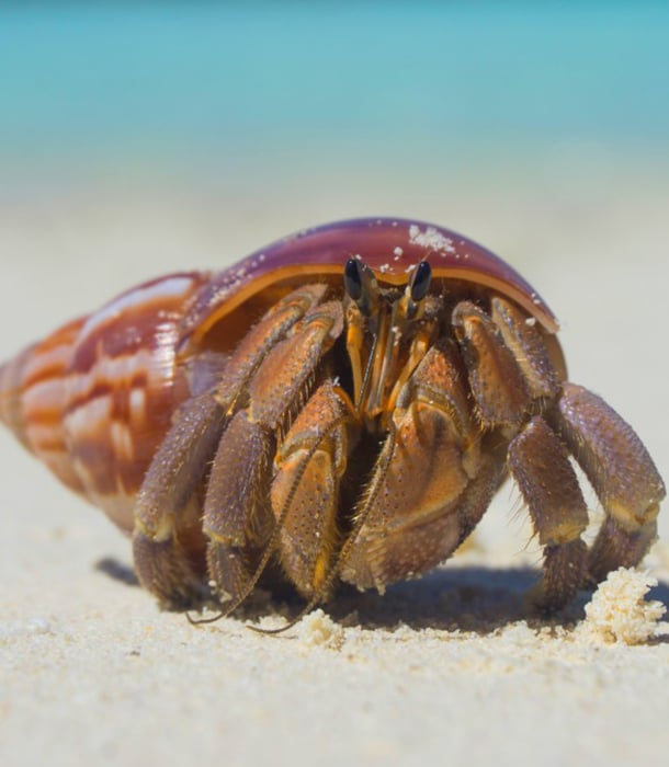 227239-hermit-crab.jpg