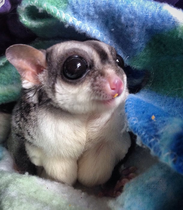 227240-sugar-glider.jpg