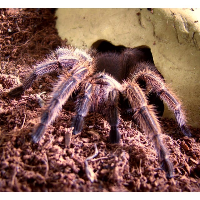 227242-chilean-rose-haired-tarantula.jpg