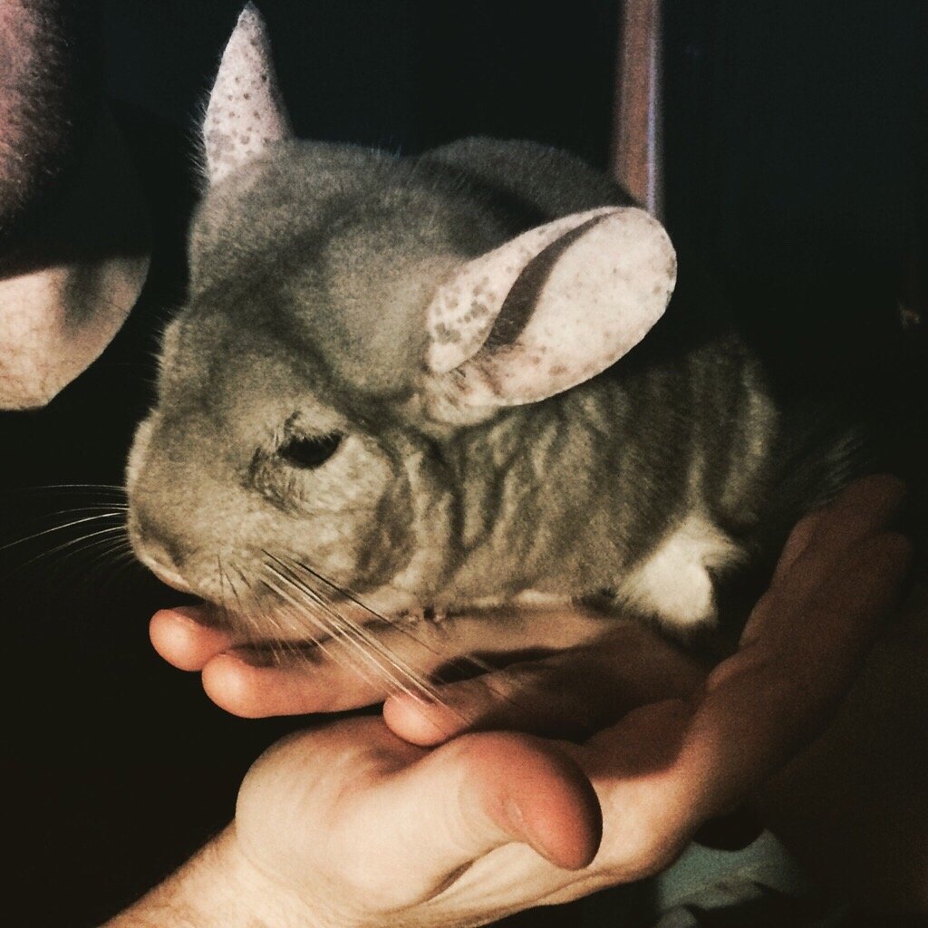 227243-chinchilla.jpg