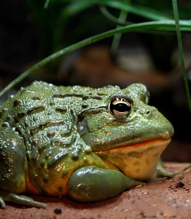 227246-african-bullfrog.jpg