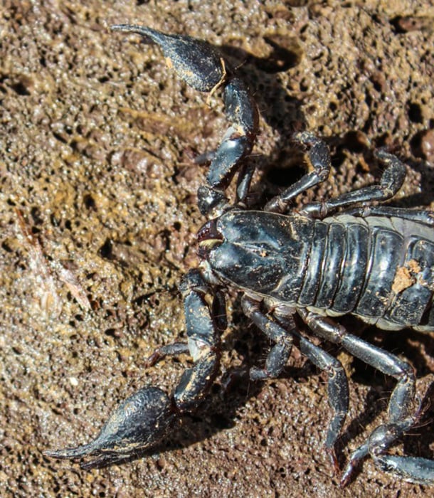 227247-emperor-scorpion.jpg
