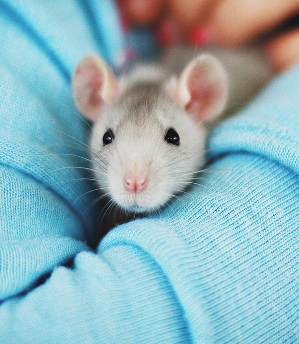 227248-domesticated-rat.jpg