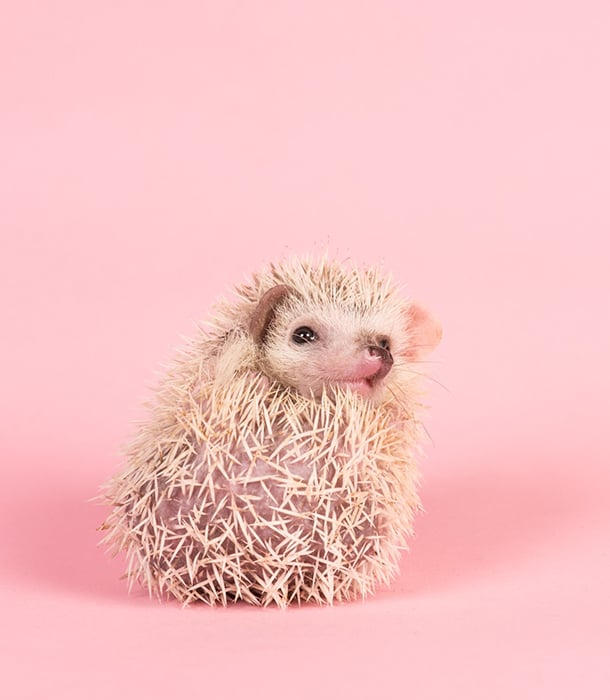 227249-cute-baby-african-pygmy-hedgehog.jpg