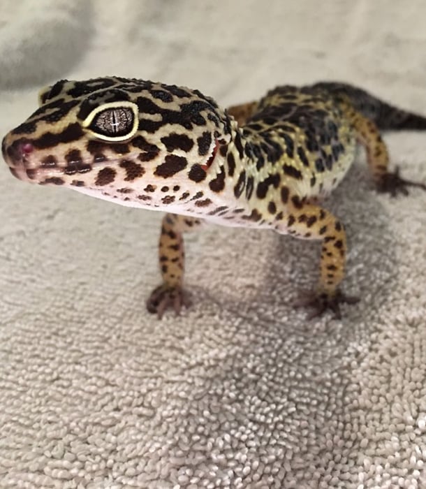227250-leopard-gecko.jpg