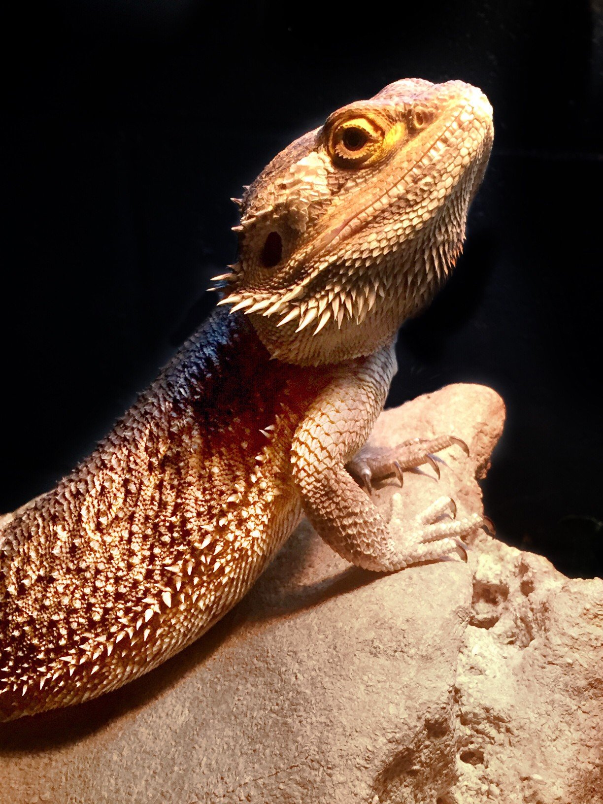 227254-bearded-dragon.jpg