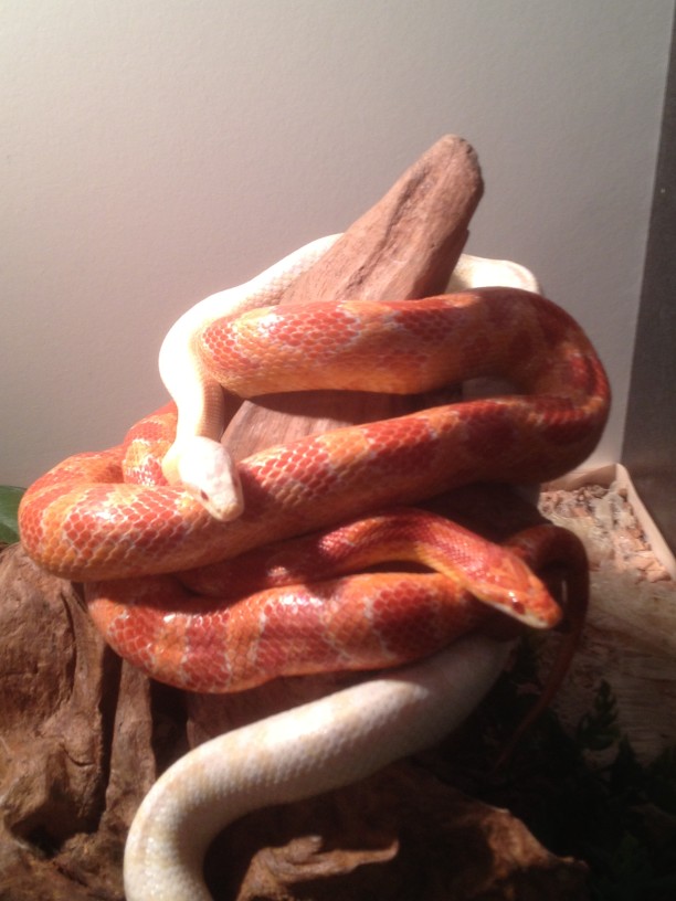 227258-corn-snake.jpg