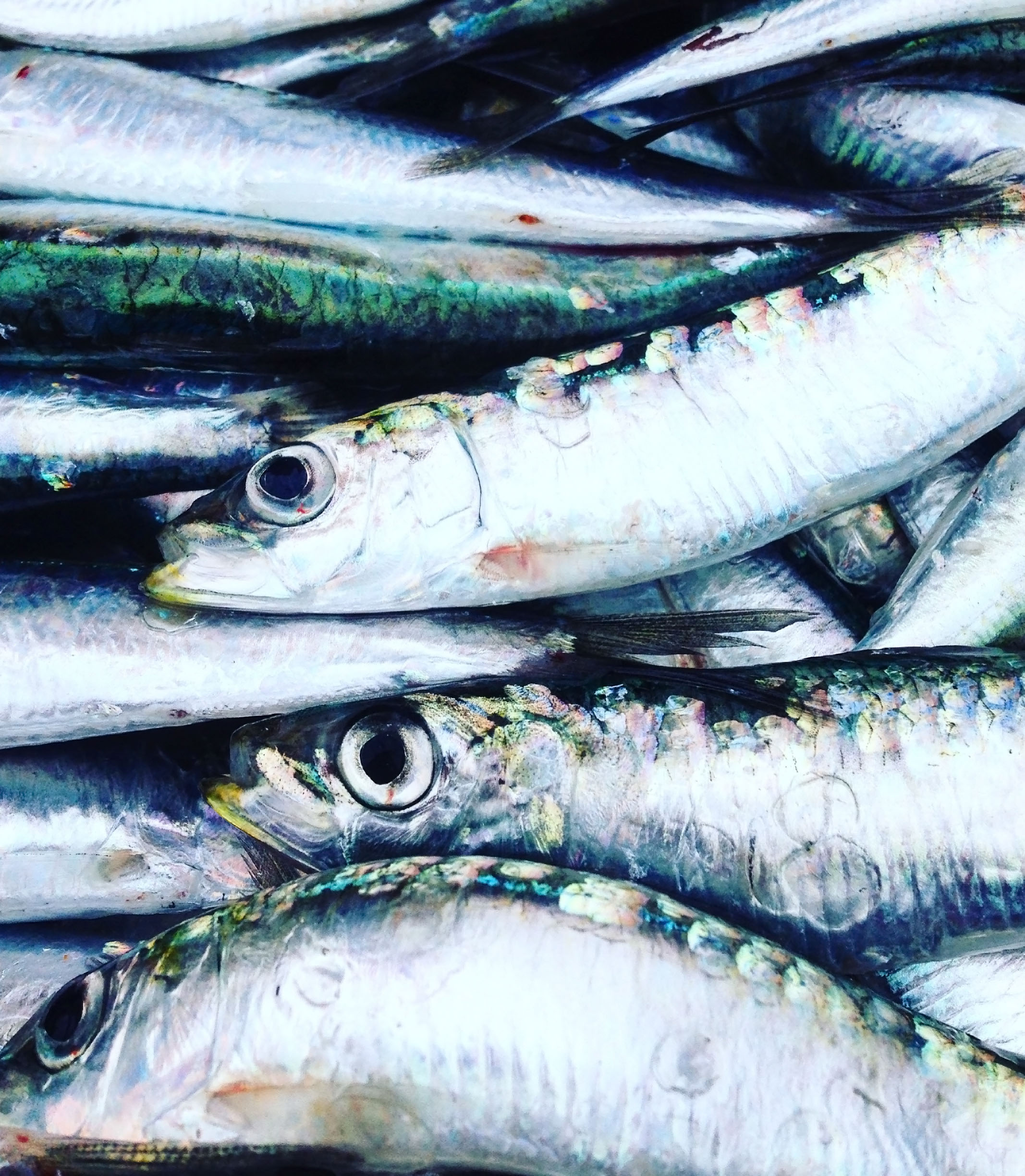 227615-fresh-sardines-fish-close-up_t20_plqald.jpg