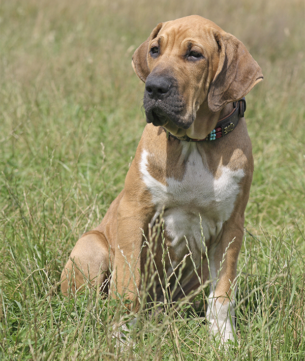 228097-fila-brasileiro.jpg