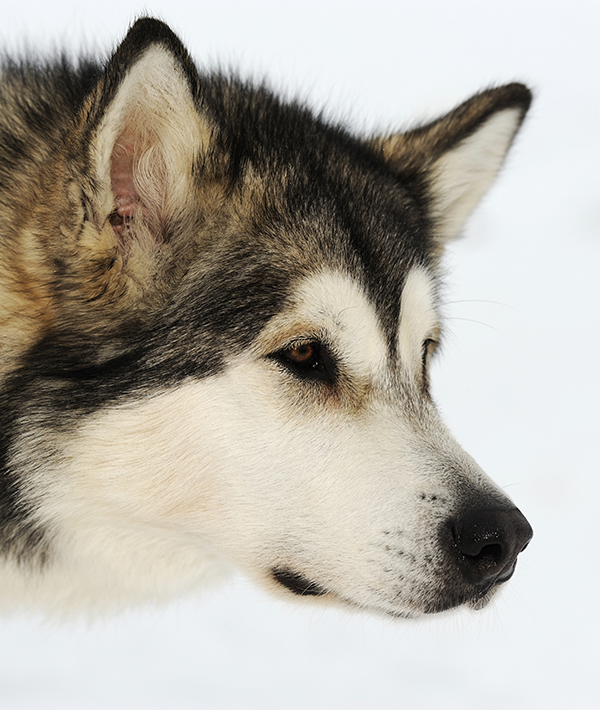 228098-alaskan-malamute.jpg