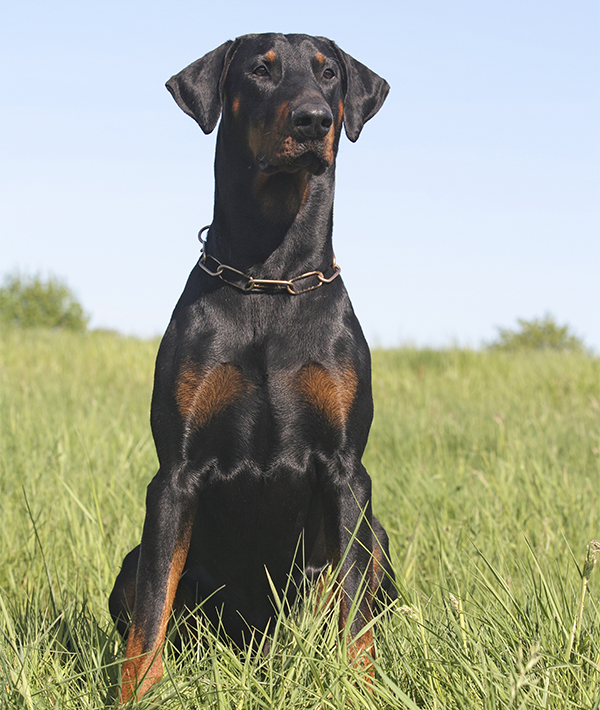 228099-doberman-pinscher.jpg