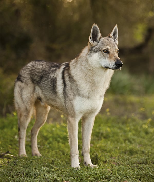 228100-czechoslovakian-wolfdog.jpg
