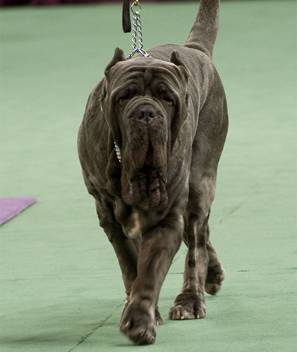 228101-neapolitan-mastiff.jpg