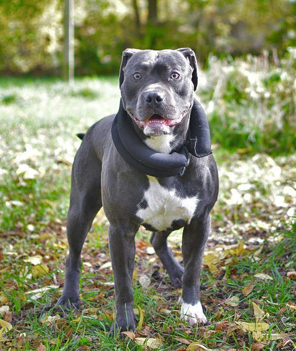 228103-pit-bull.jpg