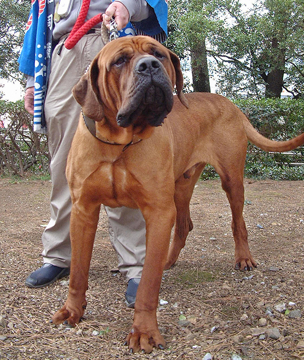 Tomi, a Tosa fighting dog crowned grand-