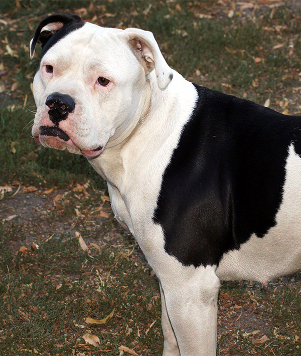 228106-american-bulldog-shutterstock_1142510843.jpg