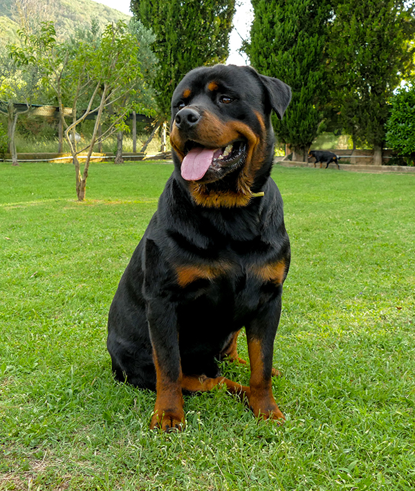 228107-rottweiler-shutterstock_1167364669.jpg