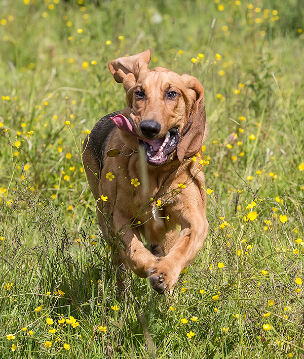 228108-bloodhound-shutterstock_1115267663.jpg