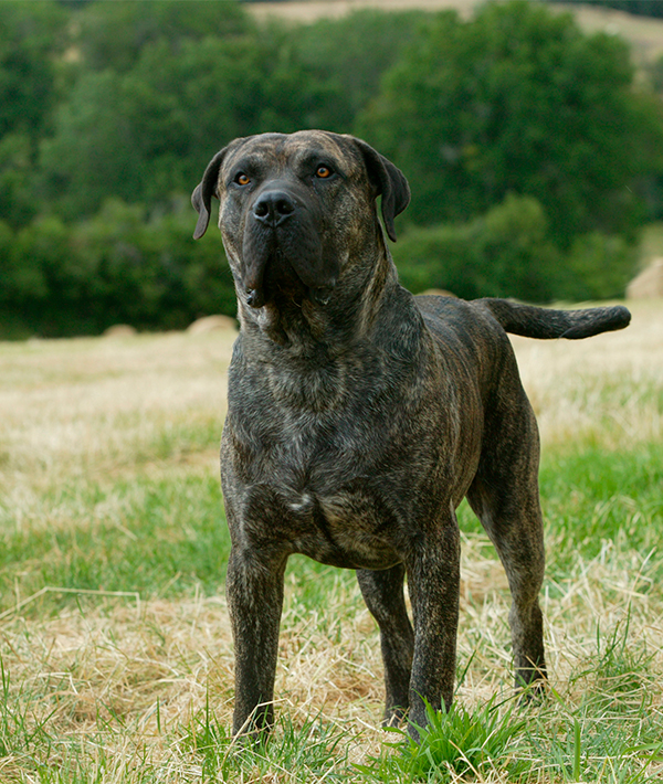 228109-presa-canario.jpg 228109-presa-canario.jpg