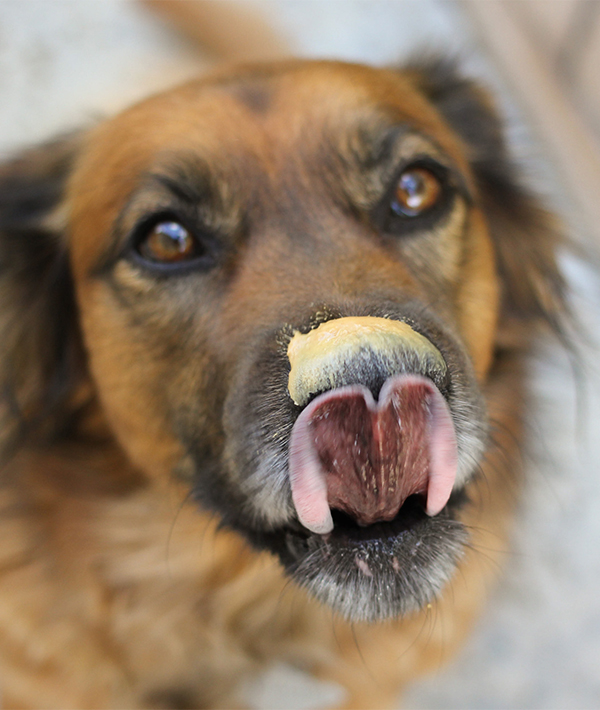 228114-dog-eating-peanut-butter.jpg 228114-dog-eating-peanut-butter.jpg