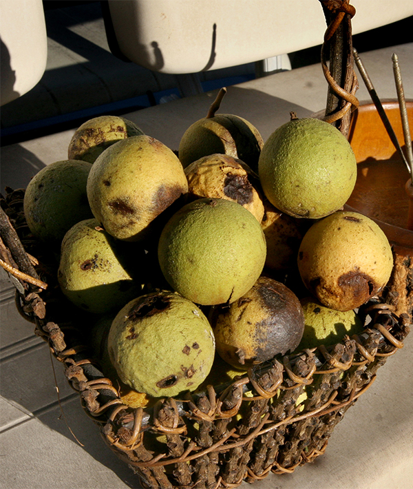 228119-black-walnuts.jpg