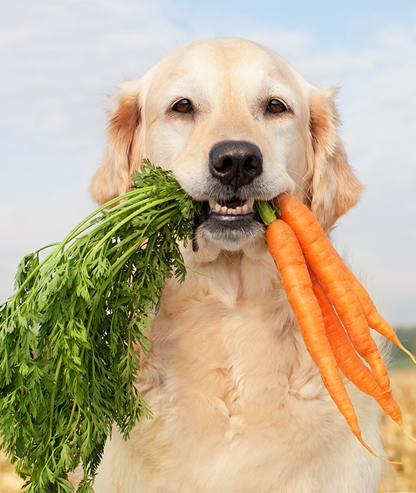 Dog with vegetables Dog with vegetables