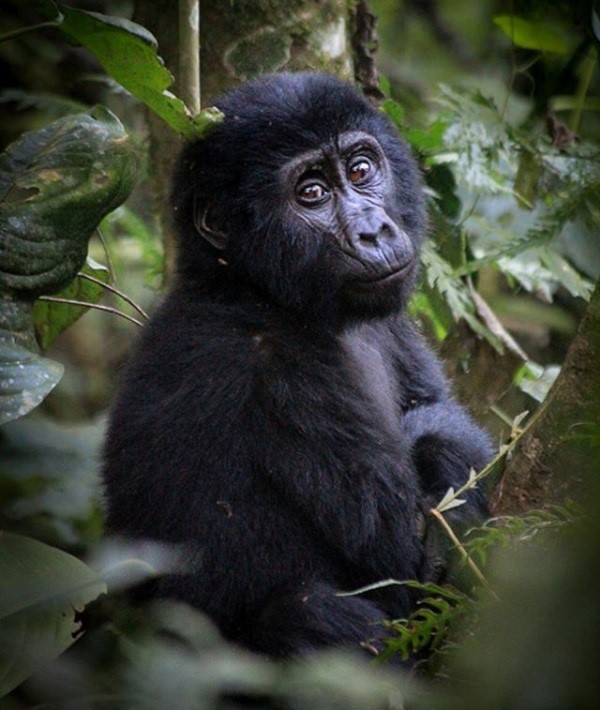 228673-virunga-mountains-rwanda.jpg