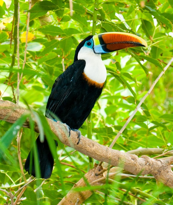 228675-amazon-rainforest-brazil.jpg