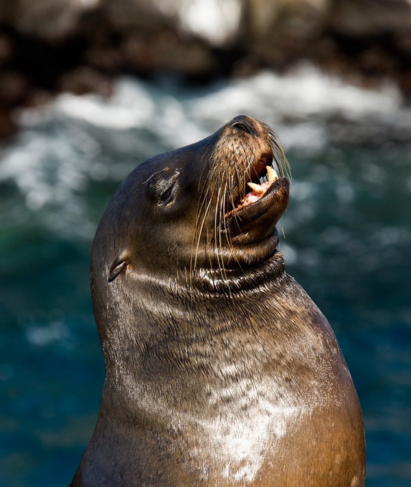 228676-galapagos-islands-ecuador.jpg
