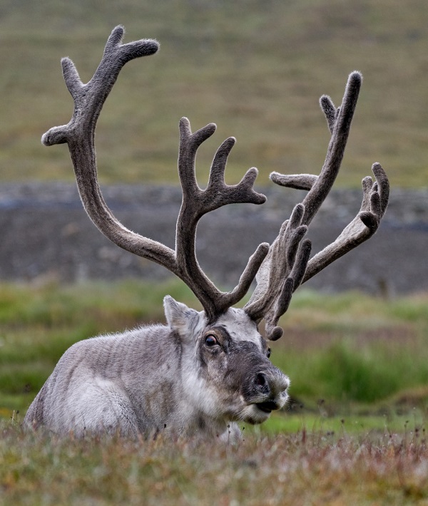 228677-svalbard-archipelago-norway.jpg