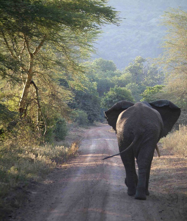 228703-serengeti-national-park-tanzania.jpg