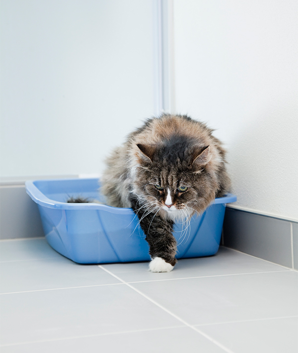 228965-litter.jpg