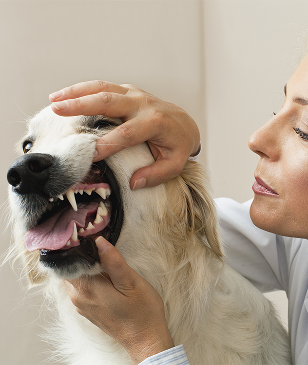 Veterinarian examining dog in office