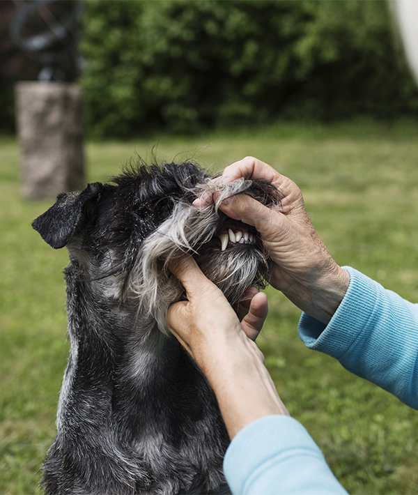 Senior woman examining dogs teeth at yard