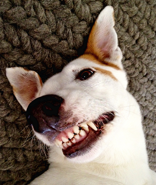 Pet Selfie