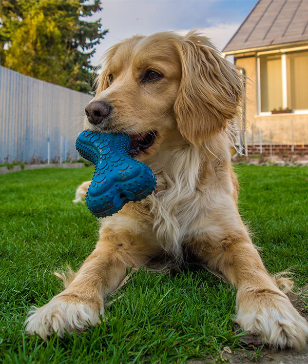 Close-Up Of Dog With Rubber Bone In Its Mouth