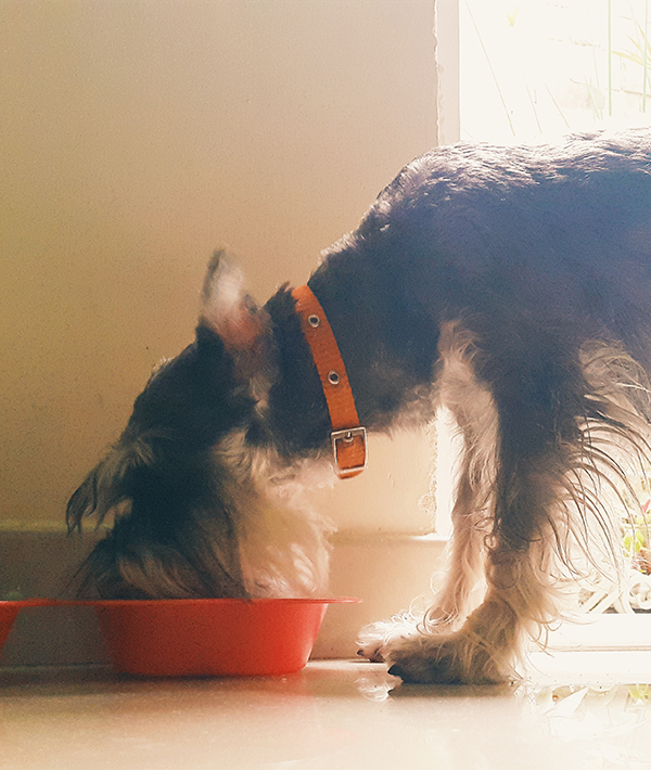 Side View Of Schnauzer Dog Feeding At Home