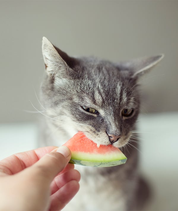 Sink your teeth into it