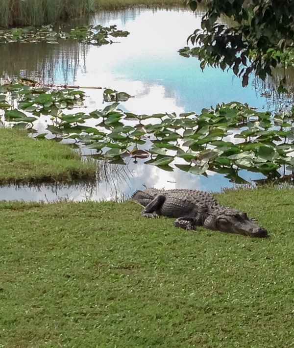 229678-florida.jpg