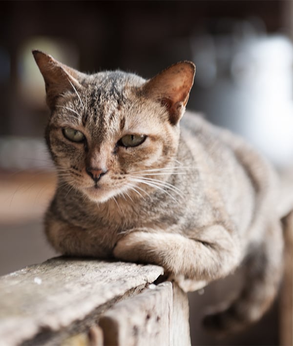 Cute cat lying on the floor, close up view Relaxed cat looking at the camera.